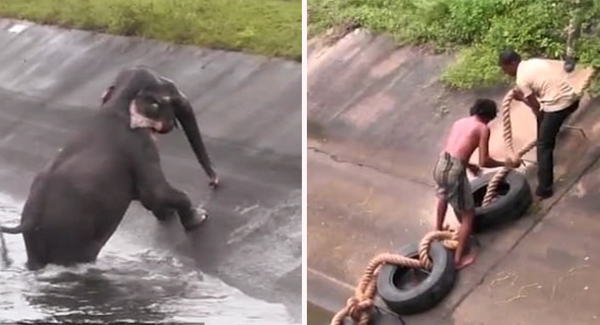 The Ingenious Moment A Elephant Clambers Out Of Canal After Rescuers Throw It An Ladder