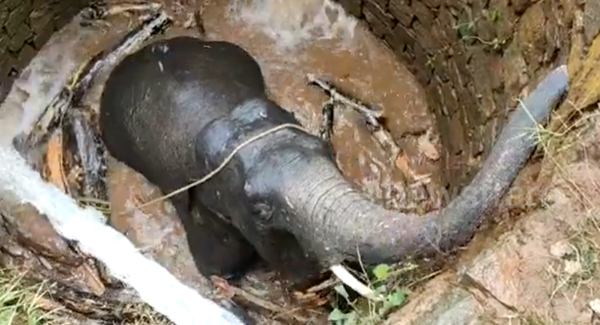 Elephant Floats To Freedom After Falling Down 25ft Deep Well 