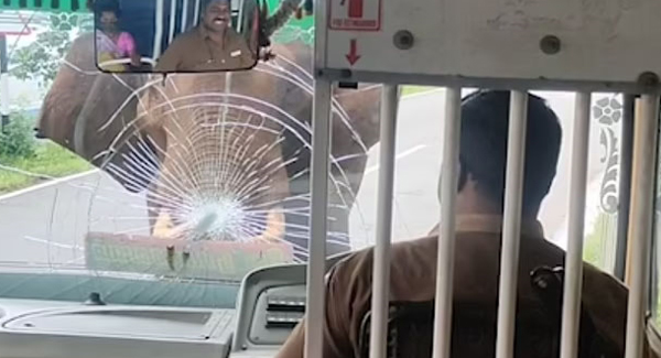Angry Elephant Smashes The Busthe State-Owned Bus Carrying Government Workers