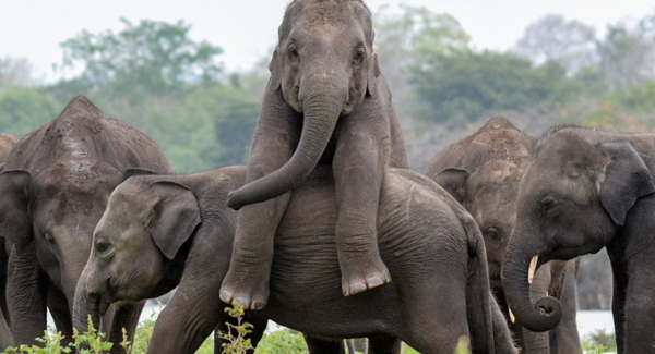 Cheeky Baby Elephant Tries To Hitch A Ride On Unimpressed Pal’s Back