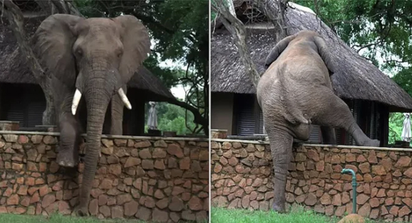 Elephant Carefully Climbs Over A 5-Foot Wall To Try To sᴛᴇᴀʟ Mangoes From A Tree At A Safari Lodge