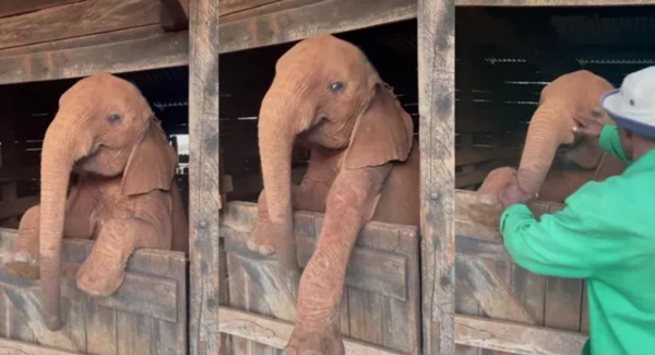 Cute Moments Of A Baby Elephant Refuses To Sleep Just Like Toddlers
