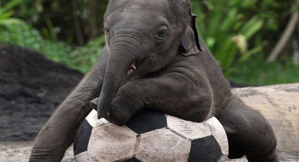 Baby Elephant Shows Off His Silky Ball Skills