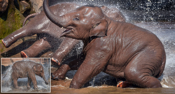 Baby Elephants Pictured Splashing Around Together At Chester Zoo