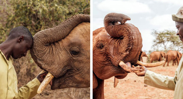 Touching Photos Show Deep Bond Between ᴏʀᴘʜᴀɴᴇᴅ Elephants And Their Caretakers