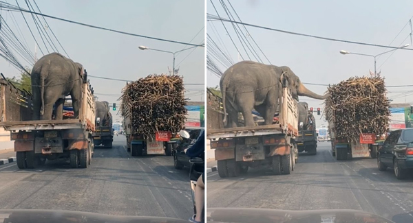 Snack-Happy Elephants Reach Out To Gorge Themselves On Sugar Cane When Their Open-Top Trailers Stop At A Junction Next To A Lorry Full Of The Crop