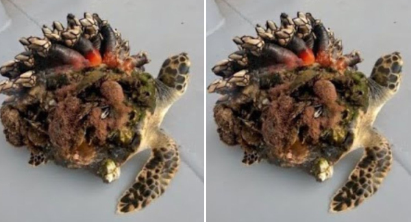 Rescuers Help Rescue Tiny Sea Turtle Covered In Barnacles