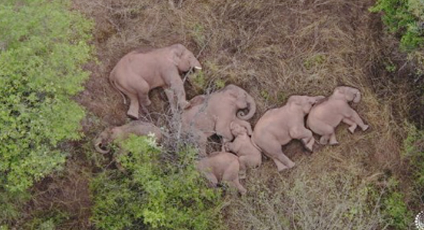 Herd Of Elephants Loot Crops, Roam The Streets And Forage In The Town