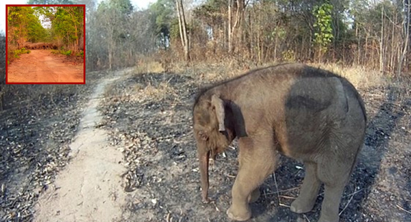 Moment Hᴇᴀʀᴛʙʀᴇᴀᴋ A Baby Elephant Gold Who Was Rᴇᴊᴇᴄᴛᴇᴅ By Family ‘Because It Smelt Of Humans’