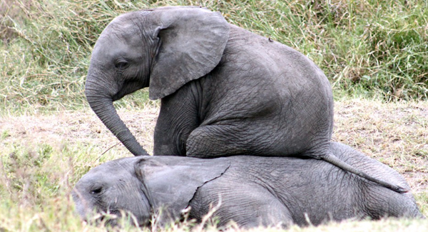 Moment Mischievous Baby Elephant Uses His Tired Friend As A Chair