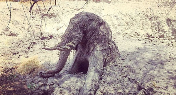 Heartwarming Moment A Whole Village Teams Together To Save A Terrified Alephant Trapped In A Well After Four Hours