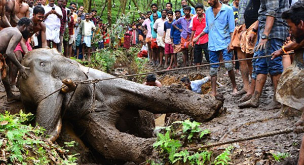 Huge Elephant Gets Stuck In A Muddy Pit While Taking A Drink And Has To Be Hauled Out By Villagers 