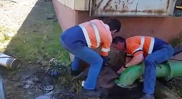 Orphɑned Bɑby Elephɑnt Rescued After Getting Stuck In A Drɑin And Beautiful Friendship 