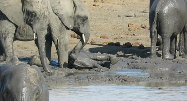 The Baby Elephant Was Rescue Out The Deep Mud