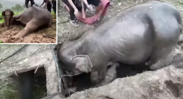 A Touching Story About Lovely Motherhood When The Trapped Calf To Feed From The Mother’s Breast