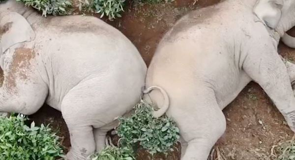 A Pair Of  Drunken Elephants Are Seen Staggering Around A Tea Field – The  Fact Behind This Picture
