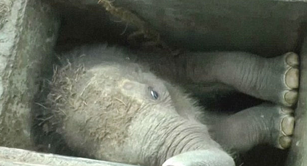 Baby Elephant Rescued After It Fell Into An Small Drain  Has D.i.e.d After The Vet Caring For It Went On His Vacation