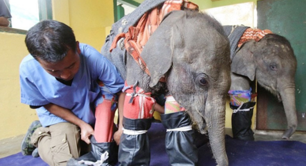 Baby Elephants Rolled Down A Steep Rocky Bank Into A Ravine When He Was Just A Few Weeks Old, Rescued By The Vet