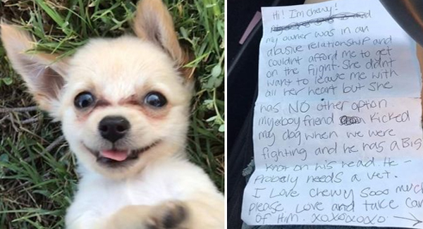Puppy Abandoned In Airport Bathroom With Heartbreaking Letter From Owner