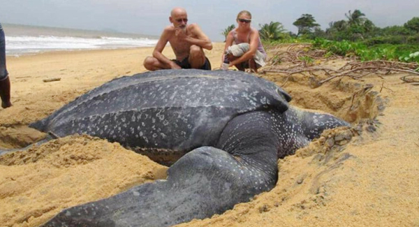 Incredible Moment World’s Largest Sea Turtle Emerges You Have Never Seen 