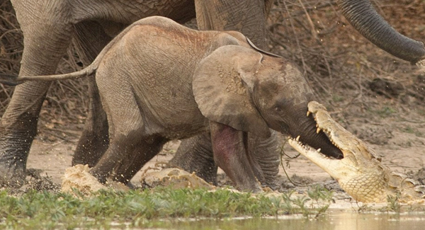 Baby Elephant Had A Lucky Escape After F.i.g.h.ting Crocodile