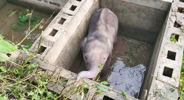 Baby Elephant  Fell Into A Pit ,  Has Been Reunited With Its Mother 