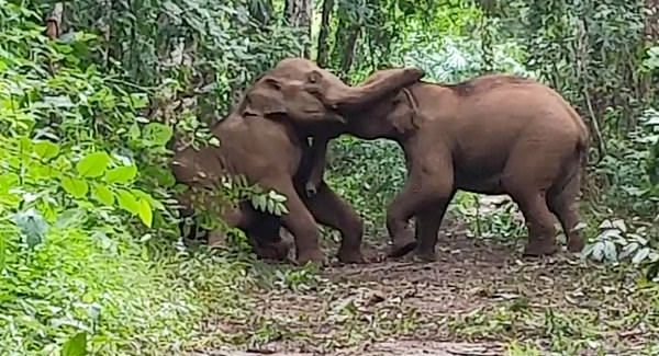 Tow Baby Elephants Fighting Each Other Over The Head With Their Trunks
