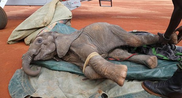 Emaciated Orphan Elephant Calf Is Rescued After Strugg.ling To Survive Following A Vicious Jackal At.tack