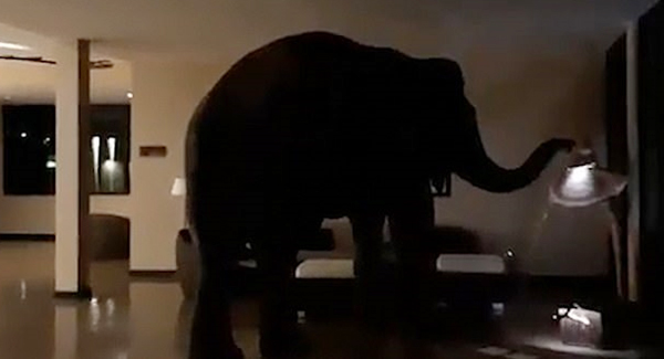 The elephant, Who Is Hotel’s Unexpected Guest He Wandered Around A Five-star Hotel