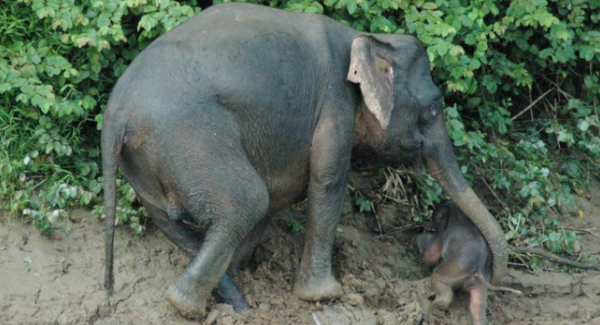 Baby Elephant Is Saved From D.rowning When Its Mother Comes To The Rescue