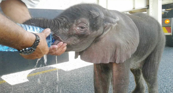 The Thirsty Baby Elephant Appears Out Of Nowhere And Getting The Help Of Kind Truck Drivers