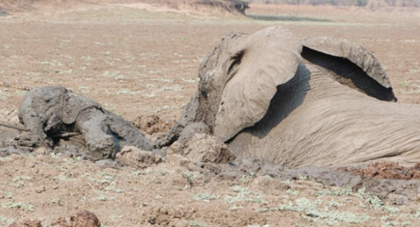 Baby Elephant And Mother’re Trapped In The Mud 