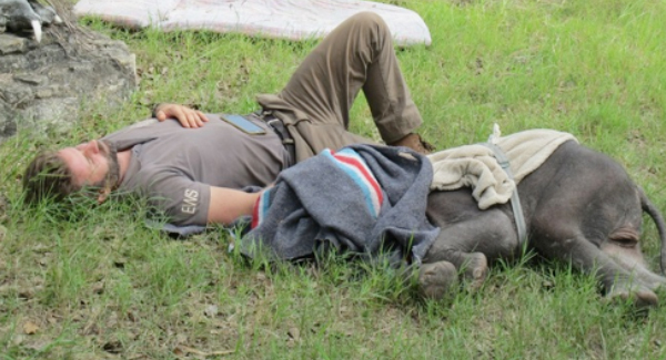 A Three-Month-Old Elephant Was Extremely Weak And Hungry Saved After Being Discovered Alone