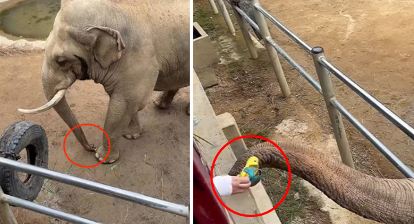 Elephant Returns Shoe Dropped By Baby In China Zoo Enclosure – A Smart Elephant