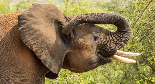 The Adorable Moment Elephant Clears Out His Ears Using His Trunk