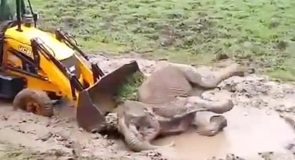 Moment Trapped Baby Elephant Is Rescued From In The Mud By A Digger