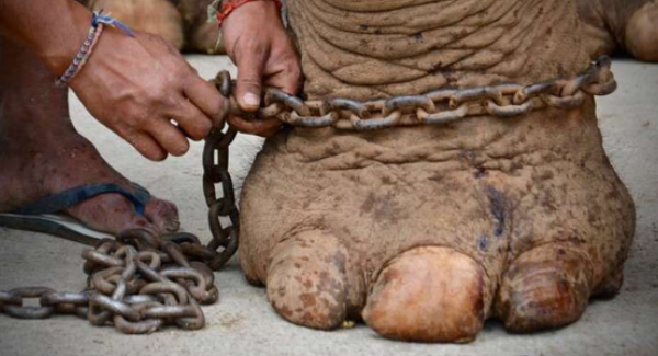 A Just-Rescued Elephant Happy When Her Necklace Was Removed