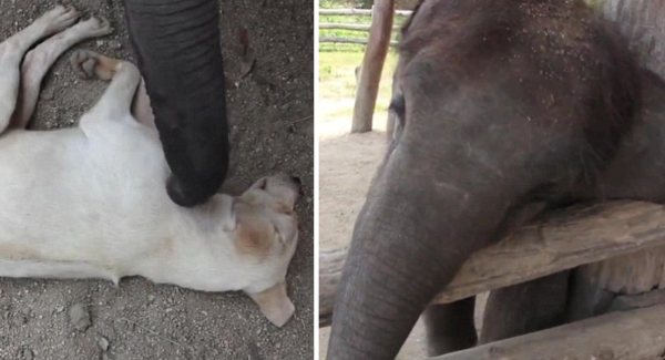 Heart-Warming Moment Baby Elephant Trying Desperately To Wake Up Sleeping Dog With His Trunk – A Beautiful Friendship
