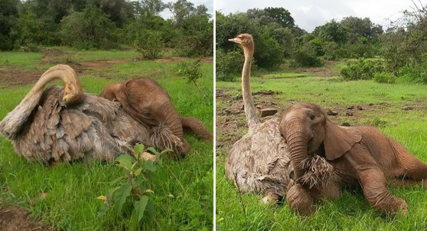 This Ostrich Snuggles Orphaned Elephants To Make Them Feel Better After Losing Their Moms At Orphaned Animal Sanctuary