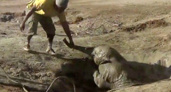 Baby Elephant Trapped In A Well Is Rescued By Conservationists – Elephant Life