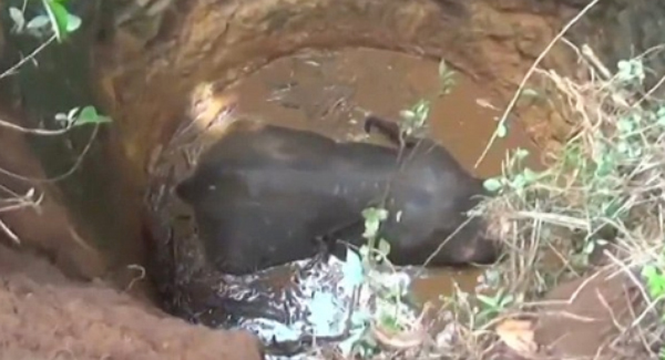A Baby Elephant Is Finally Rescued From A Well After Desperately Trying To Dig Itself Free With Its Trunk More Than One Hour
