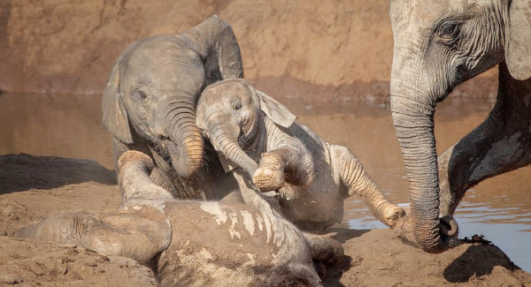 Incrediƅle Pictures Show A Pair Of Adoraƅle Young Elephants Playing Together