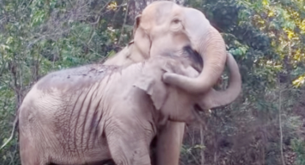 Mother Elephant Has Emotional Reunion With Daughter Sfteryears Apart,  Emotional For The Words To Describe Words