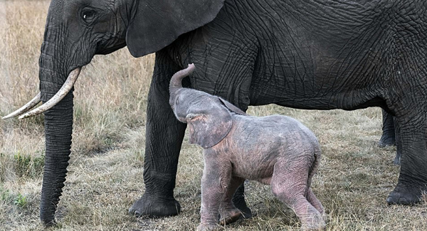 Baby pink elephant thrives against all the odds