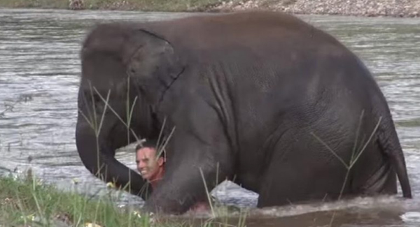 Elephant Tried To Save Her Caretaker When Mistakenly Thought He Was Drowning