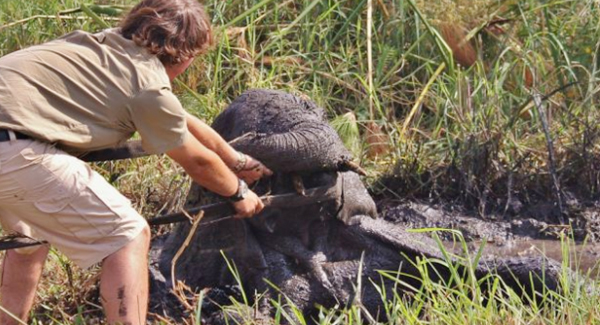 Elephant Is Pulled To Sfety With Mnutes To Spare As It slowly Sinks Into Muddy Bog