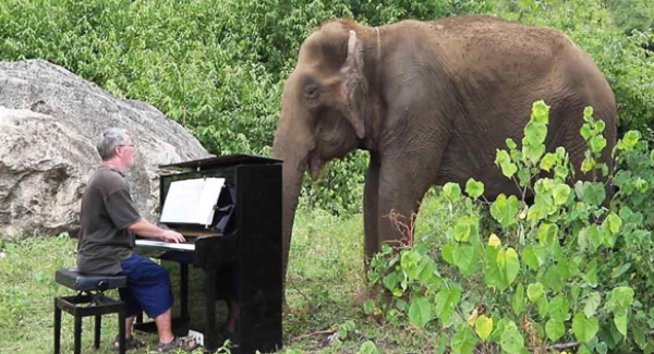 Pianist Plays Healing Music For 80-Year-Old Rescue Elephant-Elephant Stories