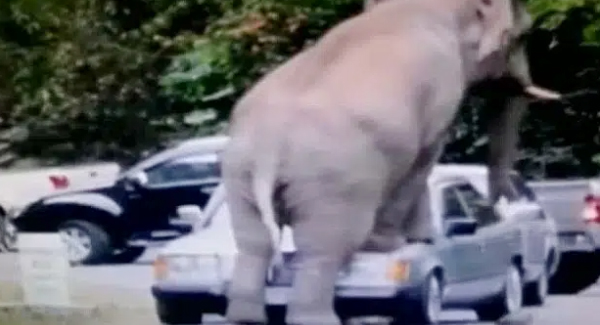 Why Elephants Climbed On Top Of A Vehicle During Mating Season Under Vet’s Explaning