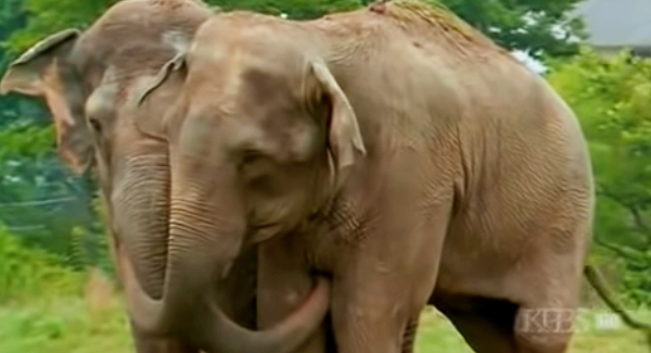 Witness The Most Heartwarming And Unforgettable Reunions You’ve Ever Seen Of 2 Circus Elephants After 22 Long Years Apart