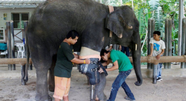 Elephant Life Change After 10 Years When He Gets New Prosthetic